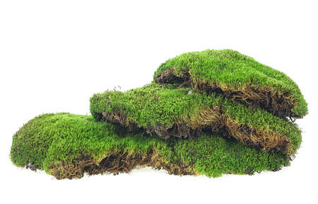 Green forest moss isolated on a white background. Moss with grass.の写真素材