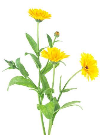 Three flowers of Marigold with leaves isolated on a white background. Bouquet of calendula officinalis.の写真素材