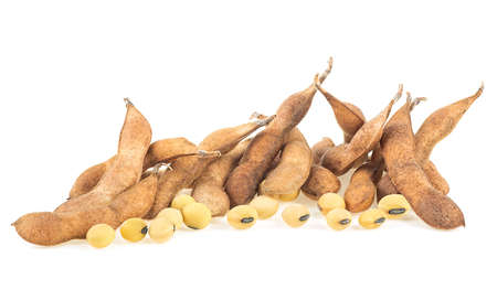 Pile of soybean pods and beans isolated on a white background. Soya - protein plant for health food.の写真素材