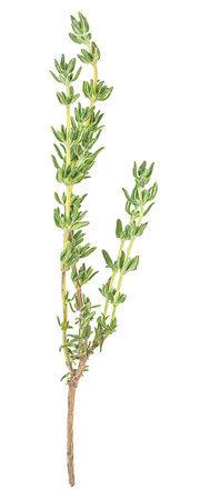 Twig of fresh thyme isolated on a white background, top view. Spices.の写真素材