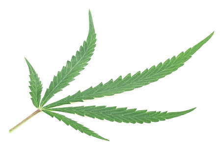 cannabis. Fresh Green Leaf of Hemp isolated on a white background. medical marijuana.の写真素材