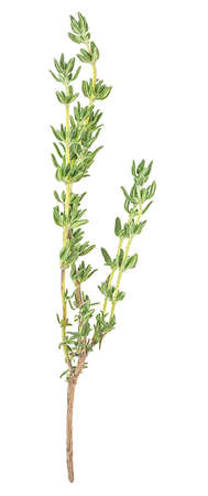 Twig of fresh thyme isolated on a white background, top view. Spices.の写真素材