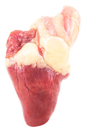 Raw fresh turkey heart isolated on a white backgroundの写真素材
