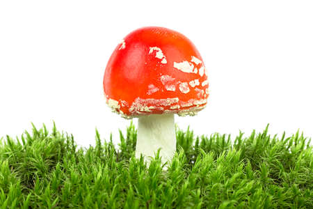 Fly agaric mushroom in green moss isolated on a white background. Amanita muscaria.の写真素材