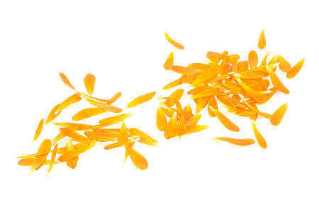 Petals of marigold flower isolated on a white background. Calendula petals.の写真素材