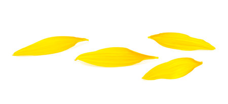 Beautiful yellow petals of fresh sunflower isolated on a white background, front view.の写真素材