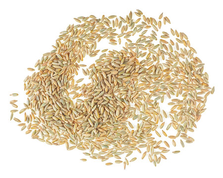 Closeup of rye grain isolated on a white background, top view.の写真素材