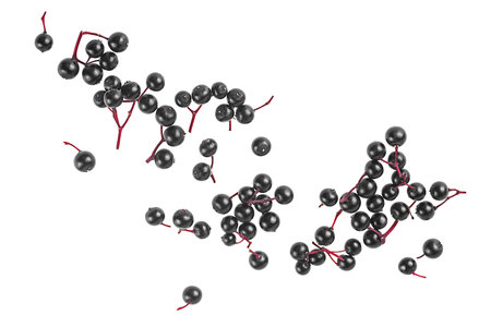 Top view of fresh black elderberries isolated on a white background. Sambucus.の写真素材
