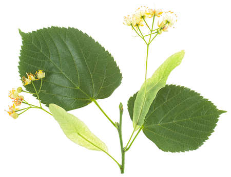 Fresh flowers and leaves of linden isolated on a white background, top view. Linden yellow blossom.の写真素材