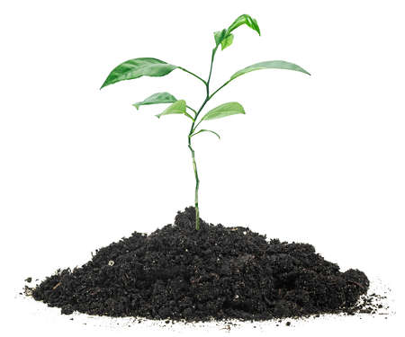 Small green sprout of pomelo fruit in the ground, white background. isolated image.の写真素材