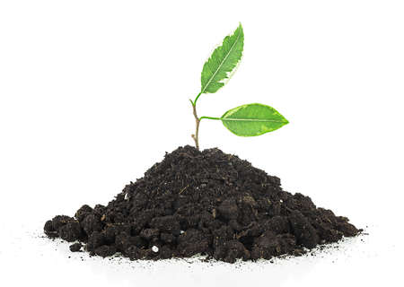 Young plant growing out of soil isolated on a white background. Ficus sprout.の写真素材