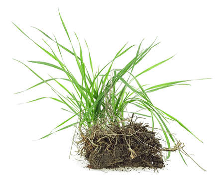Spring wild grass in soil isolated on a white backgroundの写真素材