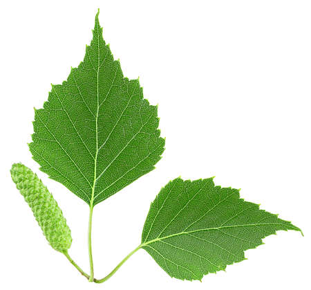 Green birch bud and leaves isolated on a white background, top view.の写真素材