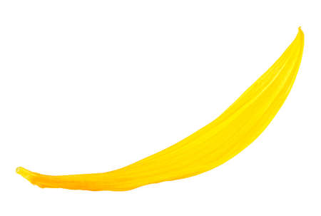 One yellow sunflower petal isolated on a white background, closeup.の写真素材