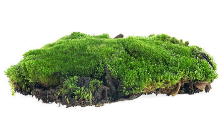 Green moss isolated on a white background. Forest moss.の写真素材