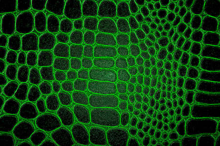 Natural texture of dark green crocodile skin, as background.の写真素材