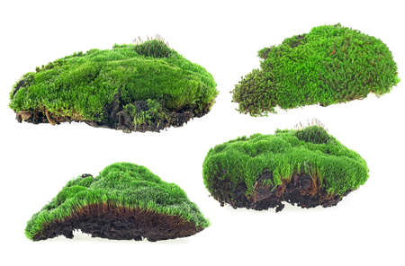 Collection of green moss pieces isolated on a white background, front view.の写真素材