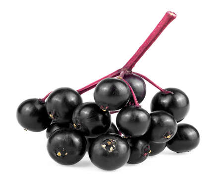 Bunch of wild forest berries - fresh sambucus isolated on a white background. European black elderberry, organic product.の写真素材