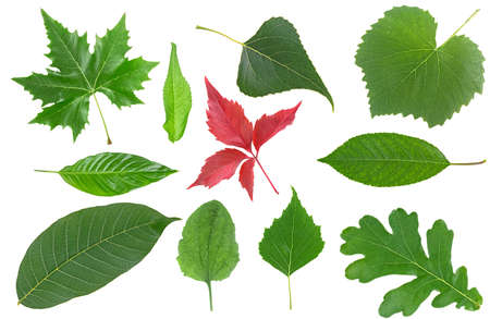 Collection of leaves isolated on a white background. garden leaves.の写真素材