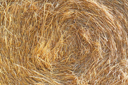 Golden straw texture, as background. Hay background in summer day.の写真素材