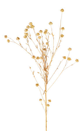 Front view of flax spikelet isolated on a white background. Ear of Flax.の写真素材