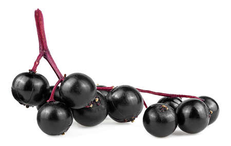Bunch of black elderberry fruit isolated on a white background, Sambucus. Black elderberry twig.の写真素材