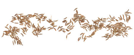 Dried cumin seeds isolated on a white background, top view. Caraway seeds.の写真素材