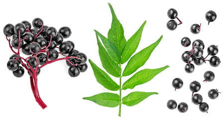 Natural influenza remedy - Set of European elderberry isolated on a white background. Elderberry...