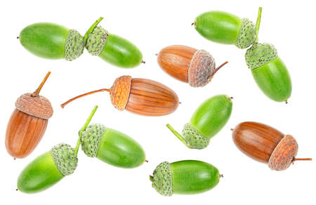Set of brown and green acorns isolated on a white background, top view.の写真素材