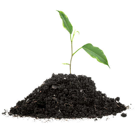 Young plant tree growing seedling in soil isolated on a white background. green sprout.の写真素材