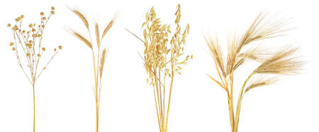 Collection of dried ears of cereal isolated on a white background. Ears of wheat, rye, flax and oat.の写真素材