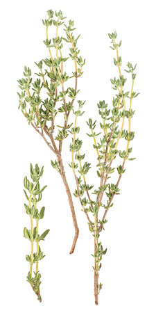 Thyme sprigs isolated on a white background, top view. fresh thyme spice.の写真素材