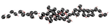 European black elderberries isolated on a white background, top view. Sambucus.の写真素材