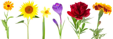 Flowers collection isolated on a white background - Calendula, Sunflower, Narcissus, Crocus, Peony and Marigold flowers.の写真素材