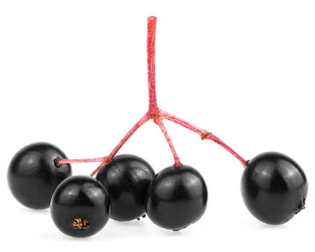 Sambucus - Small branch of European black elderberry fruit isolated on a white background.の写真素材