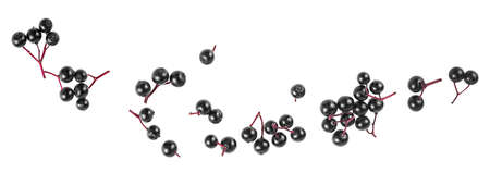 Fresh fruit of black elderberries isolated on a white background, top view. European black elderberry, Sambucus.の写真素材