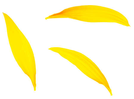 Three petals of sunflower isolated on a white background, top view. fresh yellow petals.の写真素材