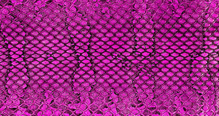 Texture of violet snake skin for background. natural reptile skin.