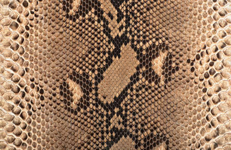 Reticulated python skin as background. Brown snake skin.