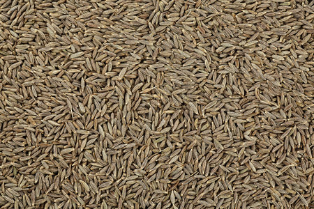 Close up of cumin seeds as background, top view. macro.の写真素材