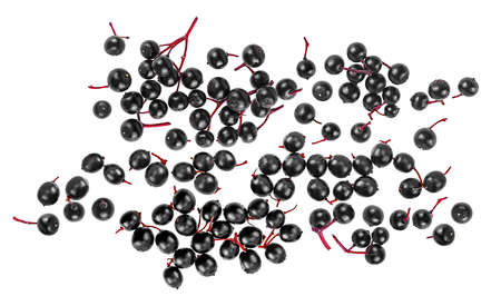 European black elderberries isolated on a white background, top view. Sambucus.の写真素材