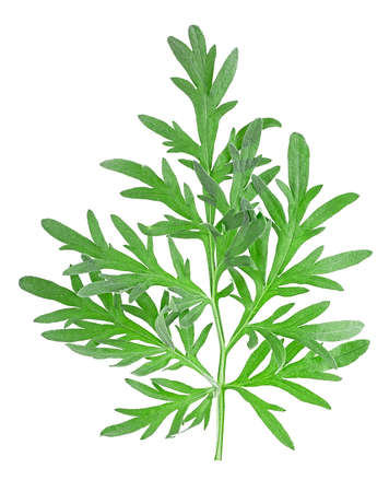 Top view of medicinal wormwood isolated on a white background. Fresh sagebrush sprig.の写真素材
