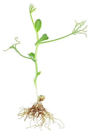 Healthy eating concept - microgreen pea sprout isolated on a white background, top view. Little green pea sprout with a white root grows from the pea seed.の写真素材