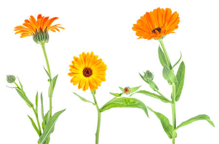 Calendula officinalis. Collection of marigold flowers with buds isolated on a white background.の写真素材