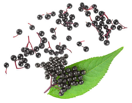 Top view of fresh black elderberries with green leaf isolated on a white background. Sambucus.の写真素材