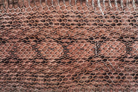 Natural snake skin pattern background. Brown snake pattern imitation.の写真素材