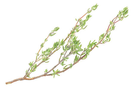 Organic fresh thyme spice isolated on a white background, top view. Twig of thyme.の写真素材