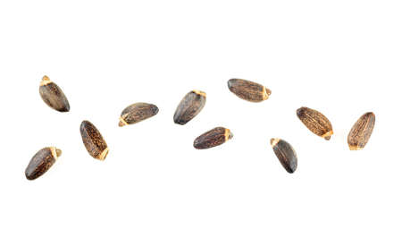 Milk Thistle seeds isolated on a white background, top view. Silybum marianum.の写真素材