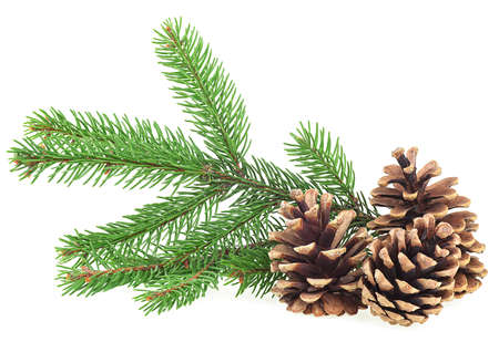 Pine cones and green fir tree branch isolated on a white background. christmas decoration.の写真素材