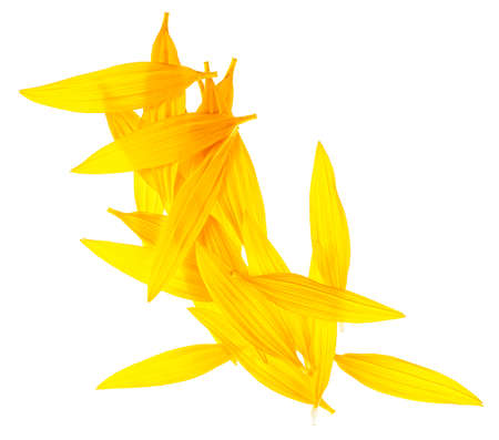 Sunflower petals isolated on a white background, top view.の写真素材